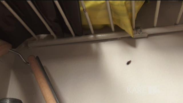  Apartment Complex Infested With Roaches 