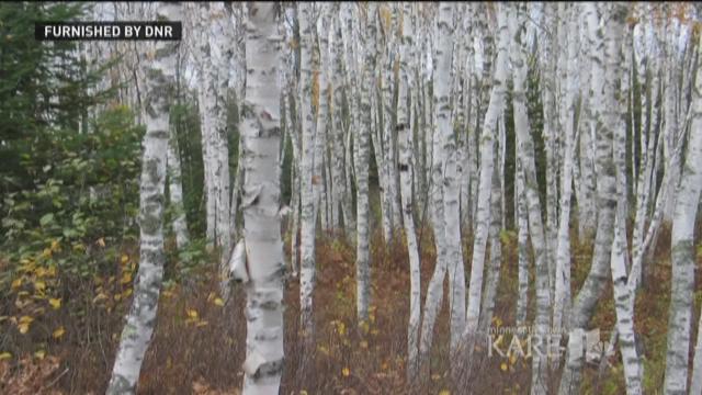 Stealing Birch From Northern Wisconsin Forests Is 'New Trend' - WPR